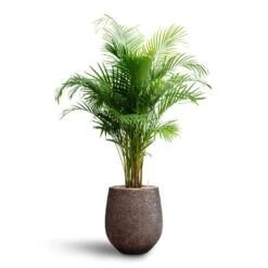 Chrysalidocarpus - Areca Palm - HydroCare -Plant potted plants Chrysalidocarpus Areca Palm Hydroculture Opus Hit Darcy Planter Gold