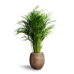 Polystone Coated Plain Balloon Planter - Rock 14 Polystone Coated Plain Balloon Planter - Rock -Plant potted plants Chrysalidocarpus Areca Palm Hydroculture Polystone Coated Plain Balloon Planter Rock 70e78fc5 64ed 42a6 b893 ea285b2a03b7