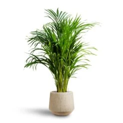 Raindrop Tube Round Planter - Stone -Plant potted plants Chrysalidocarpus Areca Palm Hydroculture Raindrop Egg Planter Stone c26d9c9b 81c0 4e29 8ea7 3ab1ad9c834f