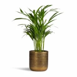 Solis Embossed Plant Pot - Gold 15 Solis Embossed Plant Pot - Gold -Plant potted plants Chrysalidocarpus lutescens Areca Palm 17x55cm Solis Embossed Plant Pot Gold 18x18cm