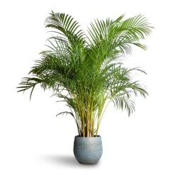 Ryan Plant Pot - Blue Gold -Plant potted plants Chrysalidocarpus lutescens Areca Palm 27x150cm Ryan Plant Pot Blue Gold 36x32cm 07618cfa abd0 4915 ad0e 2f379da84877