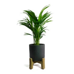 Charlie Plant Pot - Low Stand - Black Washed -Plant potted plants Chrysalidocarpus lutescens Areca Palm Charlie Plant Pot Low Stand Black Washed