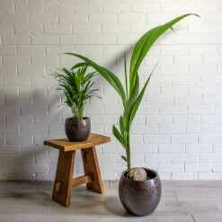 Kae Plant Pot - Mocha -Plant potted plants Chrysalidocarpus lutescens Areca Palm Cocos nucifera Coconut Palm Tree kae mocha 19cm 29cm plant pot