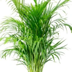 Chrysalidocarpus - Areca Palm - HydroCare -Plant potted plants Chrysalidocarpus lutescens Areca Palm Leaves e8fcecef 1c2a 4d92 962c c93ae4f90fa8