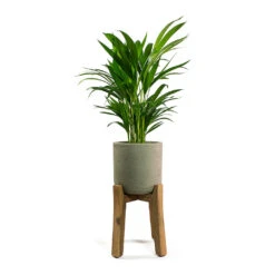Charlie Plant Pot - Tall Stand - Grey Washed -Plant potted plants Chrysalidocarpus lutescens Areca Palm Patt Plant Pot Low Stand Black Washed