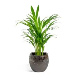 Kae Plant Pot - Mocha -Plant potted plants Chrysalidocarpus lutescens Areca Palm kae mocha 19cm plant pot 8bd74c90 1a8a 43d7 bc0a 9cd48dc7a83d