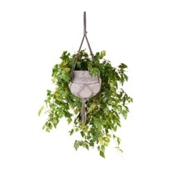 Cissus Rhombifolia Ellen Dancia - Grape Ivy -Plant potted plants Cissus rhombifolia Ellen Dancia Grape Ivy 17x40cm Hans Hanging Plant Pot Laterite Grey 22x19cm