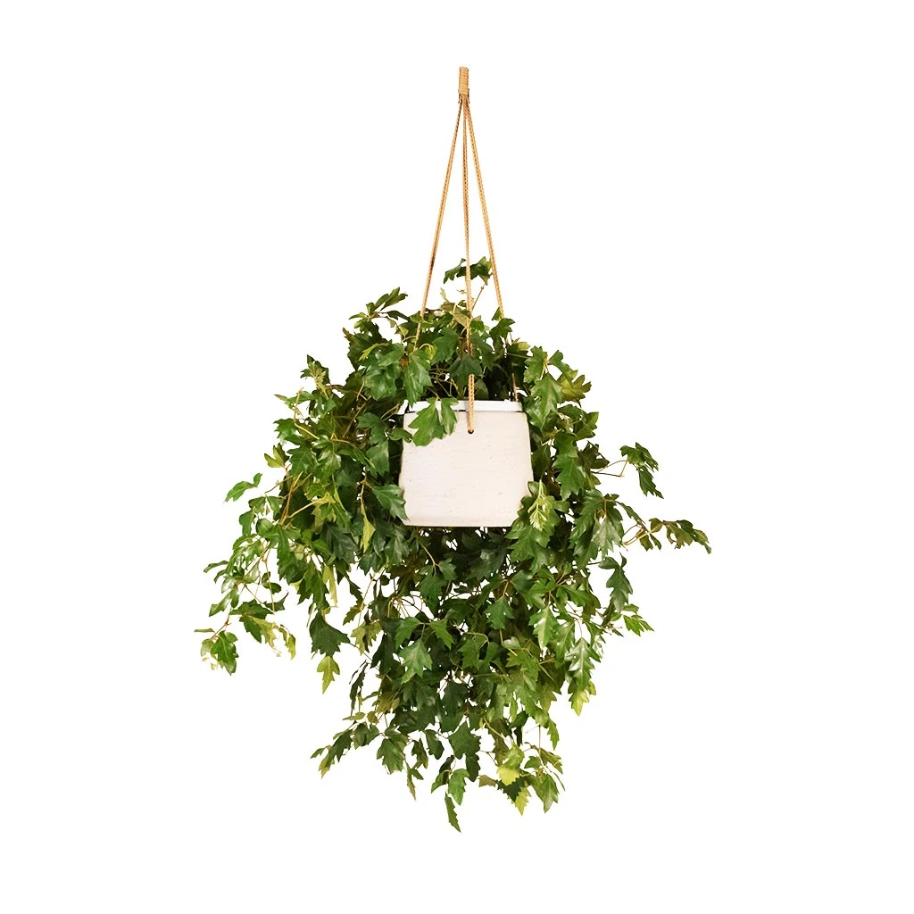 Patt Hanging Plant Pot - Grey Washed 13 Patt Hanging Plant Pot - Grey Washed - Image 11
