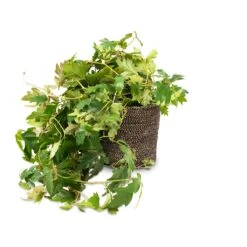 Cissus Rhombifolia Ellen Dancia - Grape Ivy -Plant potted plants Cissus rhombifolia Ellen Dancia Grape Ivy 17x40cm Selin Plant Basket Black Weave 22x19cm