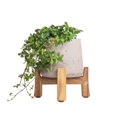 Cissus Striata Parthenocissus - Verona Vein 10 Cissus Striata Parthenocissus - Verona Vein -Plant potted plants Cissus striata parthenocissus Verona Vein 12x20cm Patt Plant Pot Low Stand Grey Washed 20x21cm 3