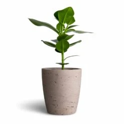Gerben Plant Pot - Grey Washed -Plant potted plants Clusia rosea Princess Autograph Tree 12x30cm Gerben Plant Pot Grey Washed 15x16cm