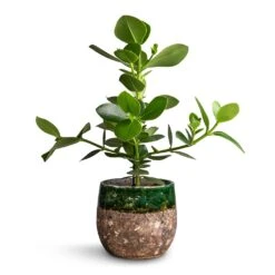 Lindy Plant Pot - Black Green -Plant potted plants Clusia rosea Princess Autograph Tree 17x55cm Lindy Plant Pot Black Green 23x20cm a8ac1a7b 3736 473e bdab 0f23f4298ae1