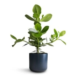 Clusia Rosea Princess - Autograph Tree -Plant potted plants Clusia rosea Princess Autograph Tree 17x55cm Lisbon Plant Pot Navy 19x19cm