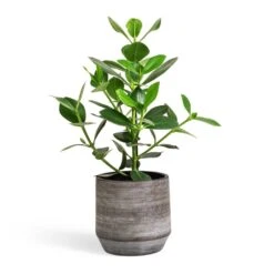 Clusia Rosea Princess - Autograph Tree -Plant potted plants Clusia rosea Princess Autograph Tree 17x55cm Norell Plant Pot Latte Brown 21x20cm d8aebd92 aaa3 4d11 97fd b5648ef2bd4a