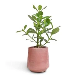 Remi Plant Pot - Pink -Plant potted plants Clusia rosea Princess Autograph Tree 17x55cm Remi Plant Pot Pink 23x25cm