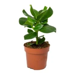 Clusia Rosea Princess - Autograph Tree -Plant potted plants Clusia rosea Princess Autograph Tree 30cm