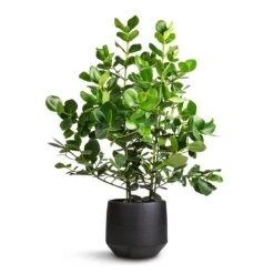 Clusia Rosea Princess - Autograph Tree -Plant potted plants Clusia rosea Princess Autograph Tree 30x100cm Norell Plant Pot Black 32x30cm