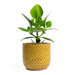 Clusia Rosea Princess - Autograph Tree -Plant potted plants Clusia rosea Princess Autograph Tree Bolino Plant Pot Yellow eff7f417 4506 4b31 8b04 ff487146aac9