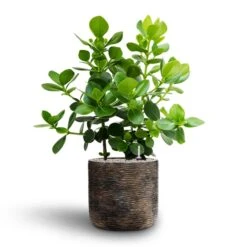 Luxe Lite Wrinkle Cylinder Planter - Bronze -Plant potted plants Clusia rosea Princess Autograph Tree Hydroculture Luxe Lite Wrinkle Cylinder Planter Bronze