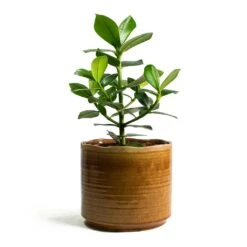 Clusia Rosea Princess - Autograph Tree -Plant potted plants Clusia rosea Princess Autograph Tree Jordy Plant Pot Caramel