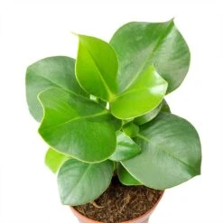 Clusia Rosea Princess - Autograph Tree -Plant potted plants Clusia rosea Princess Autograph Tree Leaves