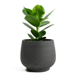 Clusia Rosea Princess - Autograph Tree -Plant potted plants Clusia rosea Princess Autograph Tree Mini Pixie Plant Pot Black Washed 714a35cb 284a 4240 adfb c7a4919ff91d