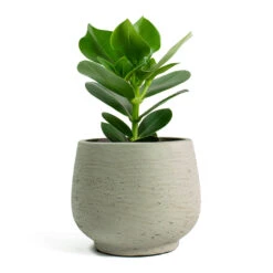 Mini Pixie Plant Pot - Grey Washed -Plant potted plants Clusia rosea Princess Autograph Tree Mini Pixie Plant Pot Grey Washed