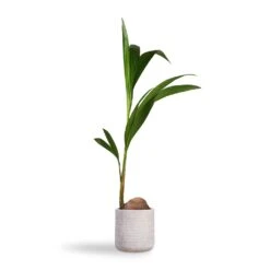 Angle Cylinder Plant Pot - White 12 Angle Cylinder Plant Pot - White -Plant potted plants Cocos nucifera Coconut Palm Tree 19x120cm Angle Cylinder Plant Pot White 24x24cm