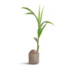 Cocos Nucifera - Coconut Palm Tree -Plant potted plants Cocos nucifera Coconut Palm Tree 19x140cm Prague Plant Pot Taupe 20x18cm 4051b7ed e6b0 42ea ac8b 8c0fe4bf39ac