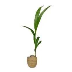 Cody Plant Pot - Straw Grass -Plant potted plants Cocos nucifera Coconut Palm Tree Cody Plant Pot Straw Grass 0fb12f6f f104 455a bc04 3821e446b773