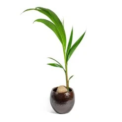 Kae Plant Pot - Mocha -Plant potted plants Cocos nucifera Coconut Palm Tree kae mocha 29cm plant pot 31c40d77 bf66 4c5a b14c 68acfcaf0165
