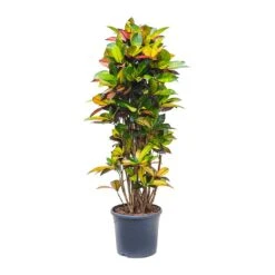 Codiaeum Iceton - Croton -Plant potted plants Codiaeum Iceton Croton 135cm