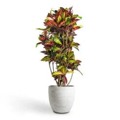 Codiaeum Iceton - Croton -Plant potted plants Codiaeum Iceton Croton 30x130cm Cas Plant Pot Cool Grey 36x32cm