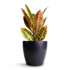 Codiaeum Petra - Croton -Plant potted plants Codiaeum Petra Croton 13x40cm Sven Plant Pot Black 18x16cm 11c0f456 87bf 4987 9726 9c1392ed85eb