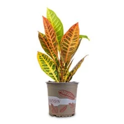Codiaeum Petra - Croton -Plant potted plants Codiaeum Petra Croton 13x40cm 2