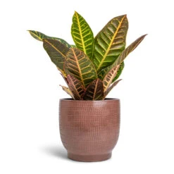 Codiaeum Petra - Croton -Plant potted plants Codiaeum Petra Croton 17x45cm Lykke Plant Pot Chestnut 21x20cm da0c0d12 d5af 4aaf a020 9069d1fa1b37