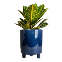 Codiaeum Petra - Croton -Plant potted plants Codiaeum Petra Croton 17x45cm Pisa Plant Pot Navy 20x24cm 3a9cf00d 730d 4336 b596 dc25295452d4