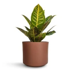 Codiaeum Petra - Croton -Plant potted plants Codiaeum Petra Croton 17x45cm Prague Plant Pot Mocha 20x18cm a101cc72 b61f 4f72 b8d2 d1fe33eb9931