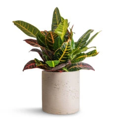 Codiaeum Petra - Croton -Plant potted plants Codiaeum Petra Croton 17x45cm Puk Plant Pot Grey Washed 20x20cm