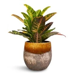 Lindy Plant Pot - Ochre -Plant potted plants Codiaeum Petra Croton 17x50cm Lindy Plant Pot Ochre 23x20cm 78cd7299 2d0e 47c8 a27b b7765728d4dc