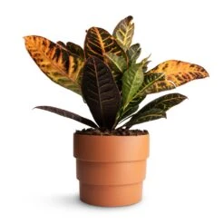 Codiaeum Petra - Croton -Plant potted plants Codiaeum Petra Croton 17x50cmBoston Tiered Plant Pot Terracotta 19x16cm