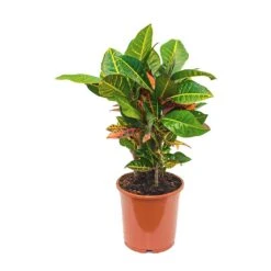 Codiaeum Petra - Croton -Plant potted plants Codiaeum Petra Croton 21x60cm