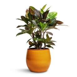 Charlotte Plant Pot - Spiced Ochre -Plant potted plants Codiaeum Petra Croton 21x60cm Charlotte Plant Pot Ochre 29x25cm