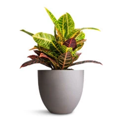 Codiaeum Petra - Croton -Plant potted plants Codiaeum Petra Croton 21x60cm Coral Refined Planter Clouded Grey 25x21cm 0e0b7e2e 0c31 4143 9b4c 87ce07b91166