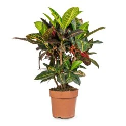 Codiaeum Petra - Croton -Plant potted plants Codiaeum Petra Croton 21x60cm 41da8c33 a678 4314 b7d3 b766e24ec78b