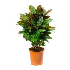 Codiaeum Petra - Croton -Plant potted plants Codiaeum Petra Croton 27x80cm