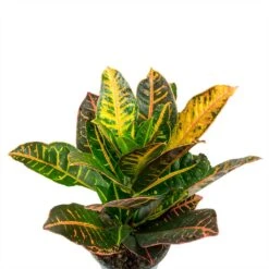 Codiaeum Petra - Croton -Plant potted plants Codiaeum Petra Croton Leaves