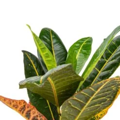 Codiaeum Petra - Croton -Plant potted plants Codiaeum Petra Croton Swatch2