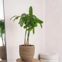 Cody Plant Pot - Straw Grass -Plant potted plants Cody Plant Pot Straw Grass 2