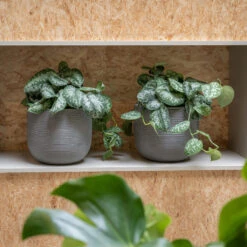 Cody Plant Pot - Ridged Dark Grey -Plant potted plants CodyPlantPot RidgedDarkGrey 2